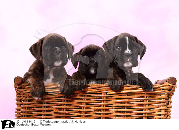Deutscher Boxer Welpen / JH-13412