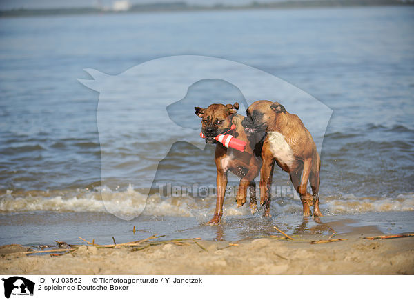 2 spielende Deutsche Boxer / YJ-03562