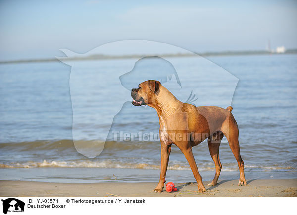 Deutscher Boxer / YJ-03571