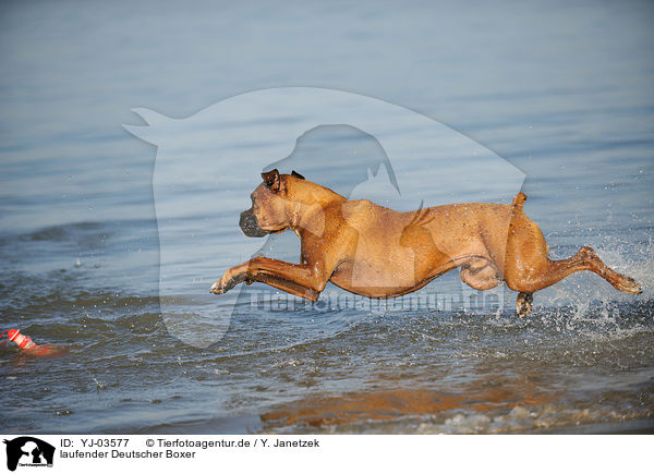 laufender Deutscher Boxer / YJ-03577