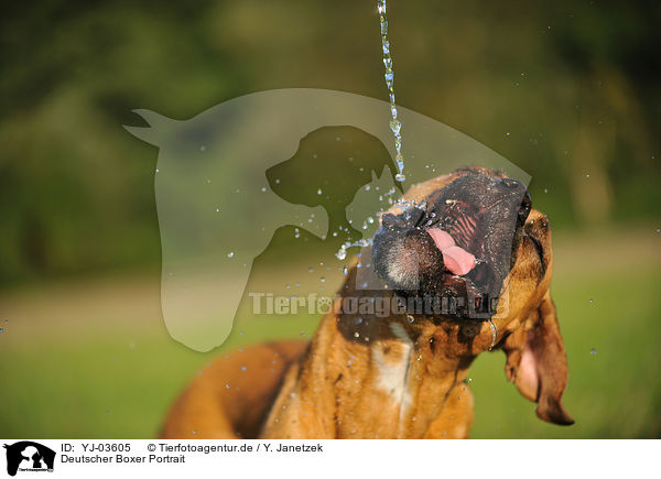 Deutscher Boxer Portrait / YJ-03605