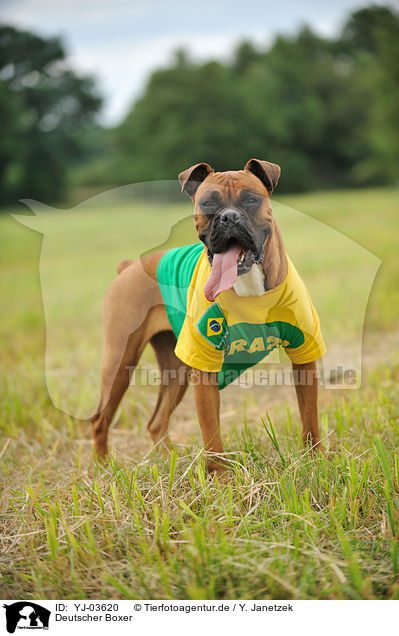 Deutscher Boxer / German Boxer / YJ-03620