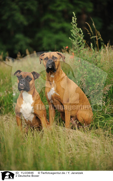 2 Deutsche Boxer / 2 German Boxer / YJ-03646