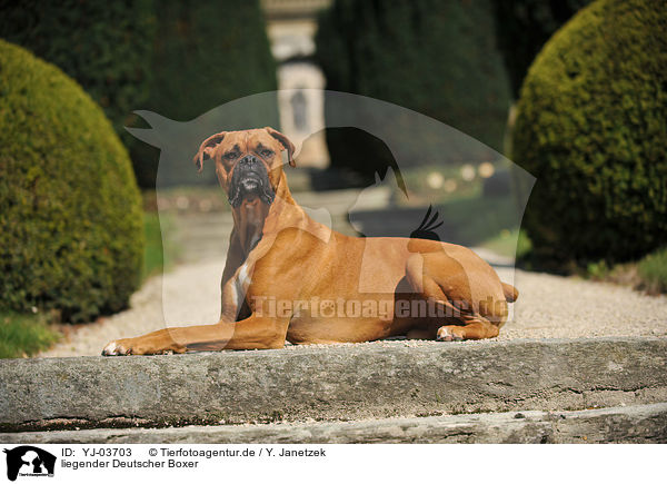 liegender Deutscher Boxer / lying German Boxer / YJ-03703