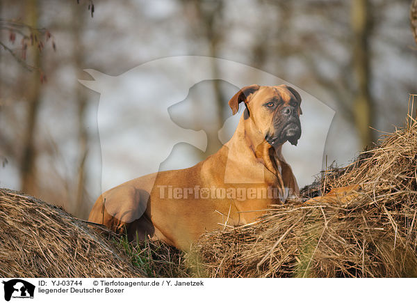 liegender Deutscher Boxer / lying German Boxer / YJ-03744