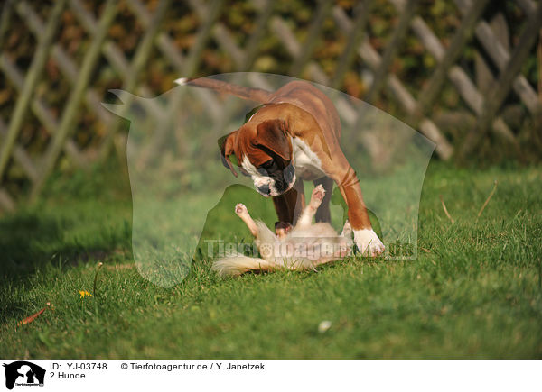 2 Hunde / 2 dogs / YJ-03748