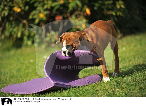 Deutscher Boxer Welpe / German Boxer Puppy / YJ-03750