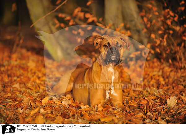 liegender Deutscher Boxer / lying German Boxer / YJ-03758