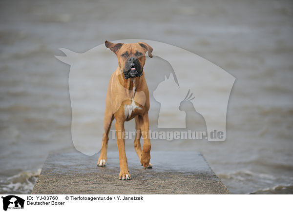 Deutscher Boxer / German Boxer / YJ-03760