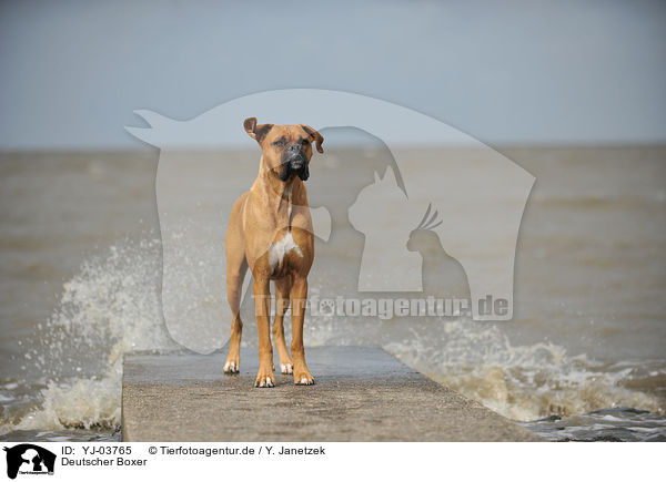 Deutscher Boxer / German Boxer / YJ-03765