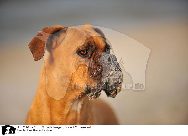 Deutscher Boxer Portrait / German Boxer Portrait / YJ-03775