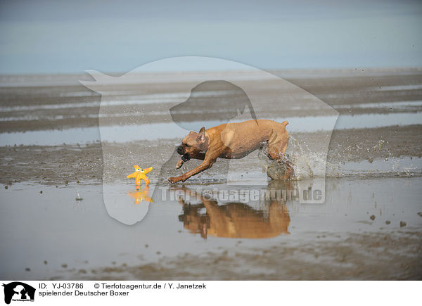 spielender Deutscher Boxer / playing German Boxer / YJ-03786