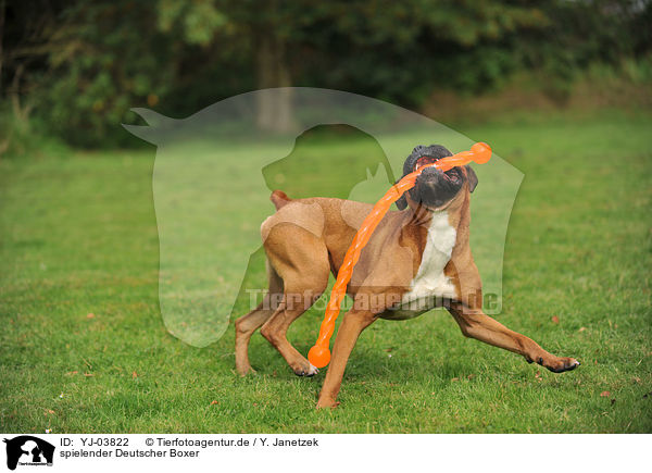 spielender Deutscher Boxer / playing German Boxer / YJ-03822