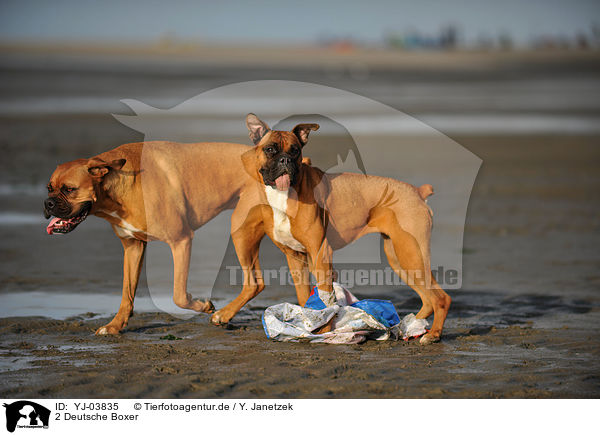 2 Deutsche Boxer / 2 German Boxer / YJ-03835