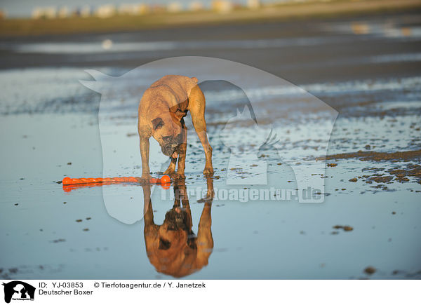 Deutscher Boxer / German Boxer / YJ-03853