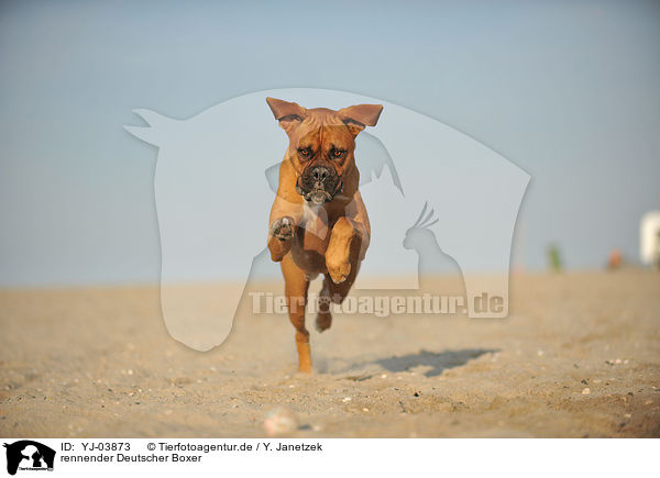 rennender Deutscher Boxer / running German Boxer / YJ-03873