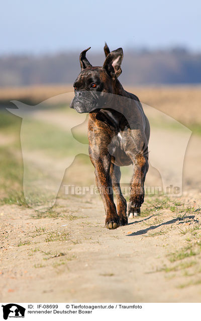 rennender Deutscher Boxer / running German Boxer / IF-08699