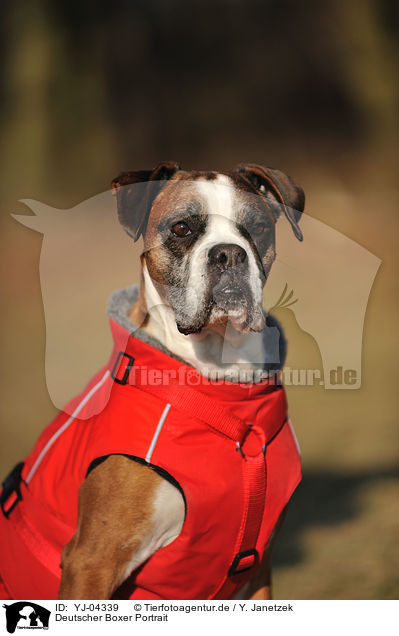 Deutscher Boxer Portrait / German Boxer Portrait / YJ-04339
