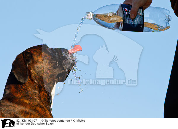 trinkender Deutscher Boxer / drinking German Boxer / KMI-03197
