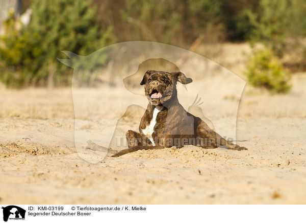 liegender Deutscher Boxer / lying German Boxer / KMI-03199