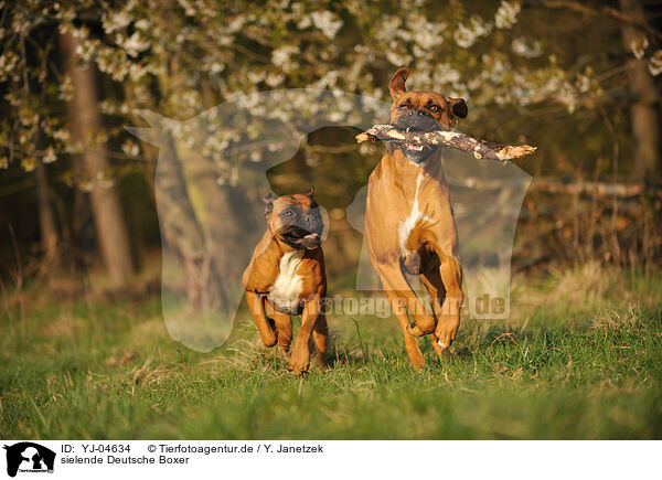 sielende Deutsche Boxer / playing German Boxer / YJ-04634