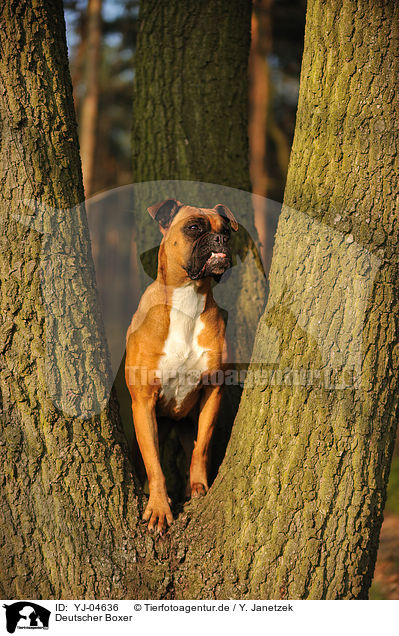 Deutscher Boxer / German Boxer / YJ-04636