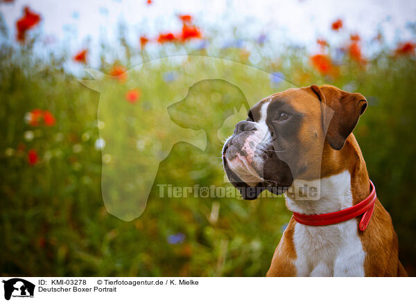 Deutscher Boxer Portrait / German Boxer Portrait / KMI-03278