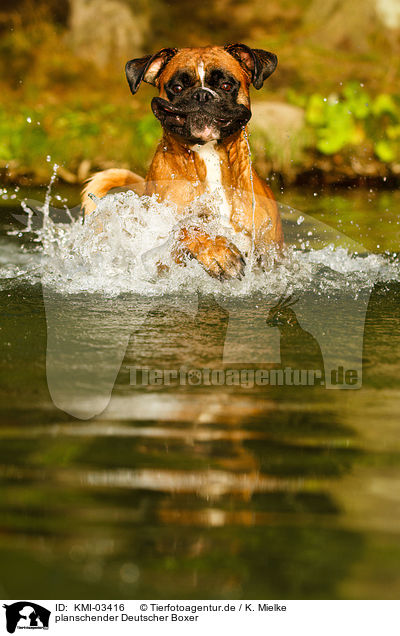 planschender Deutscher Boxer / KMI-03416