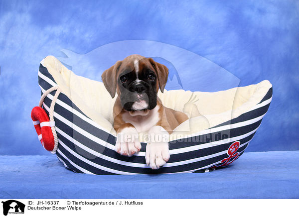 Deutscher Boxer Welpe / JH-16337