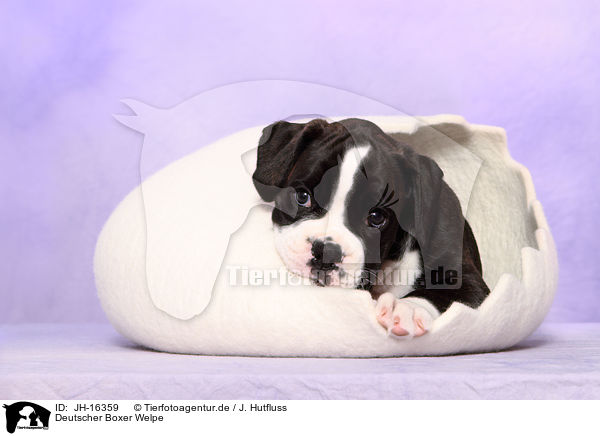 Deutscher Boxer Welpe / German Boxer Puppy / JH-16359