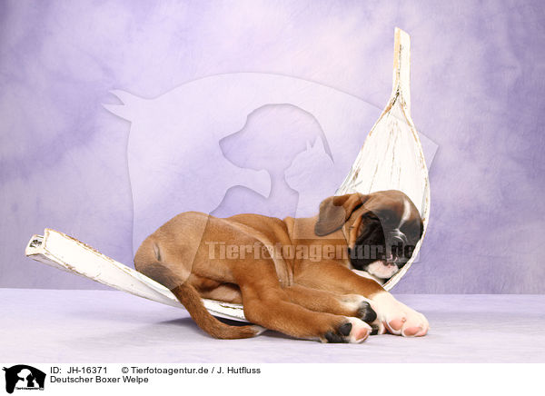 Deutscher Boxer Welpe / German Boxer Puppy / JH-16371