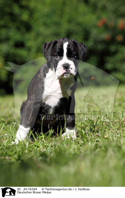 Deutscher Boxer Welpe / German Boxer Puppy / JH-16394