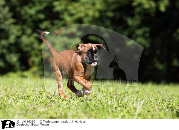 Deutscher Boxer Welpe / German Boxer Puppy / JH-16395