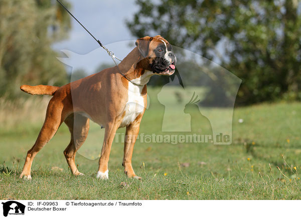 Deutscher Boxer / IF-09963