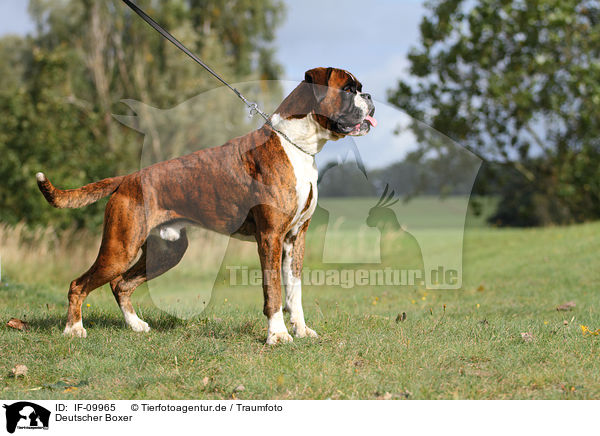Deutscher Boxer / IF-09965