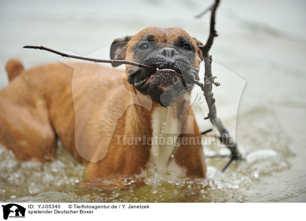 spielender Deutscher Boxer / playing German Boxer / YJ-05340