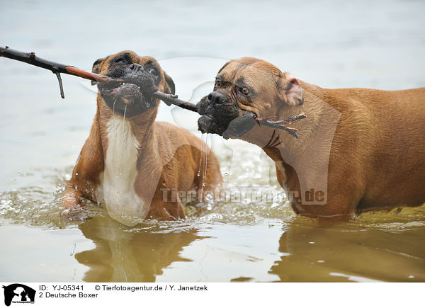 2 Deutsche Boxer / 2 German Boxer / YJ-05341