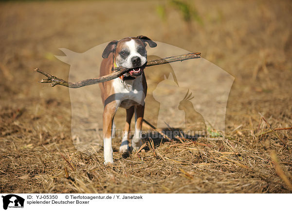 spielender Deutscher Boxer / playing German Boxer / YJ-05350