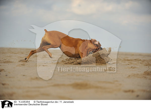 bremsender Deutscher Boxer / braking German Boxer / YJ-05354