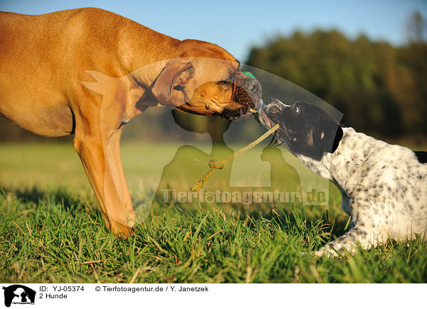 2 Hunde / 2 dogs / YJ-05374