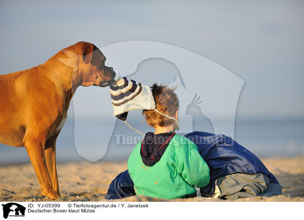 Deutscher Boxer klaut Mtze / German Boxer and child / YJ-05399