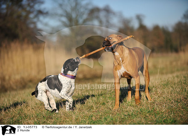 2 Hunde / 2 dogs / YJ-05773