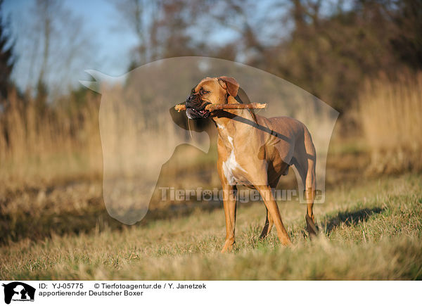 apportierender Deutscher Boxer / retrieving German Boxer / YJ-05775