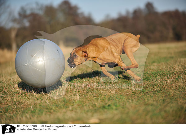 spielender Deutscher Boxer / playing German Boxer / YJ-05780