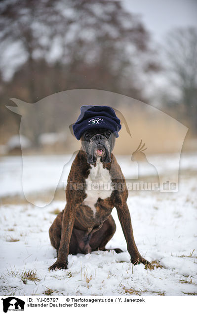 sitzender Deutscher Boxer / YJ-05797