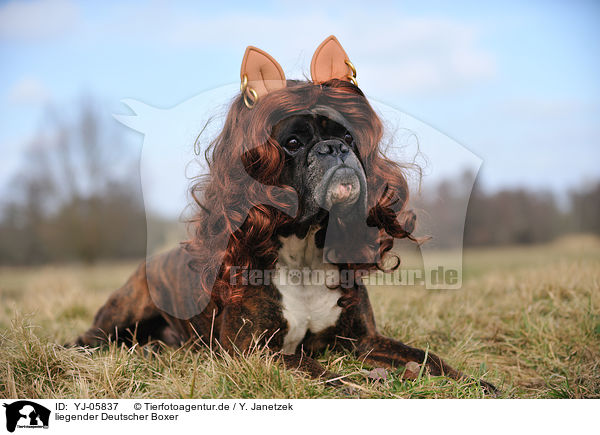 liegender Deutscher Boxer / YJ-05837