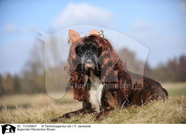 liegender Deutscher Boxer / YJ-05847