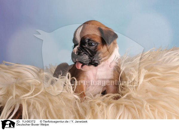 Deutscher Boxer Welpe / YJ-06372