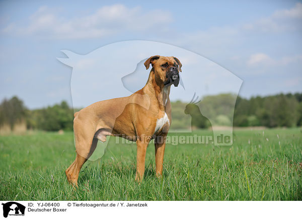 Deutscher Boxer / German Boxer / YJ-06400