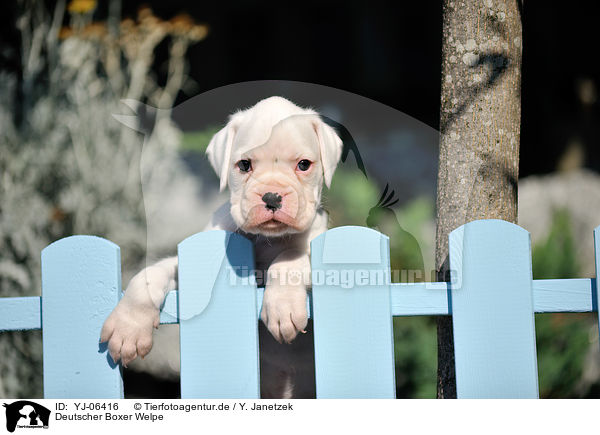 Deutscher Boxer Welpe / YJ-06416